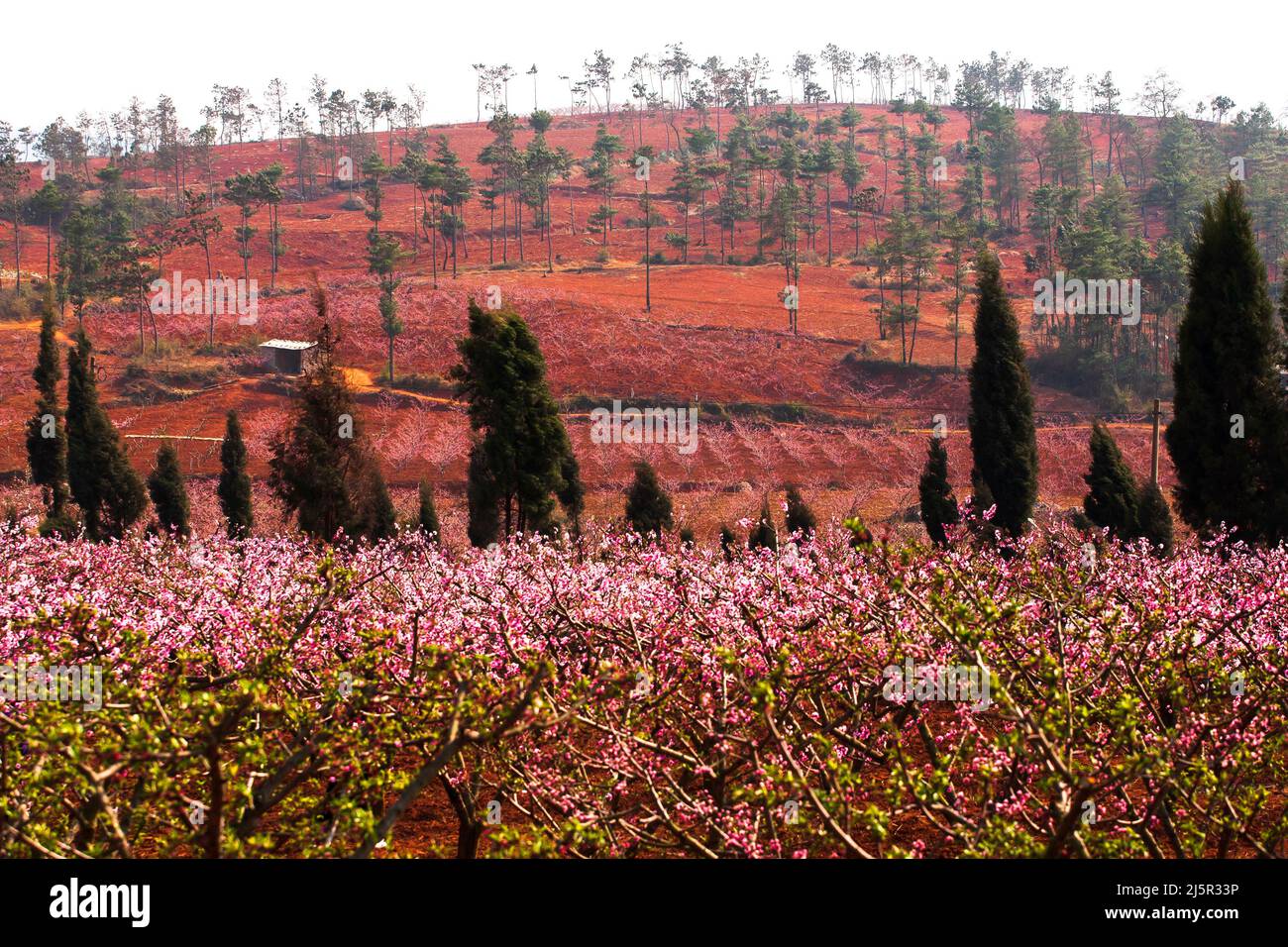 Le paysage des vergers de cerisiers est en pleine floraison sur une colline en fleur de printemps, les vergers communautaires ruraux en Chine du Sud. Concentrez-vous sur la colline. Banque D'Images