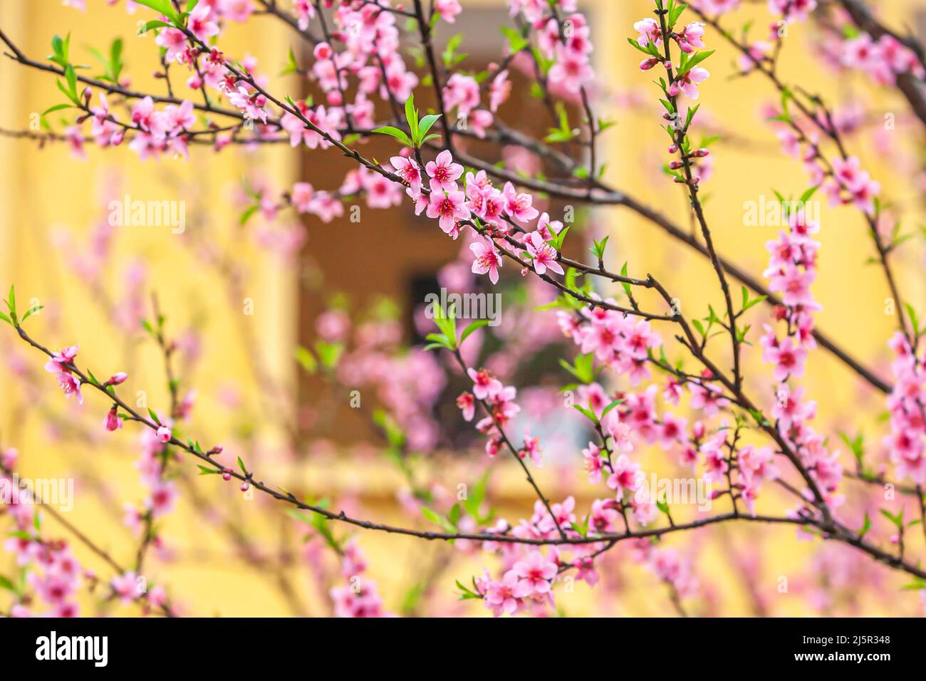 Fleurs de cerisier de pêche fleuries dans une cour au printemps, un mur crème avec un cadre de fenêtre flou dans l'arrière-plan. Mise au point sélective. Banque D'Images