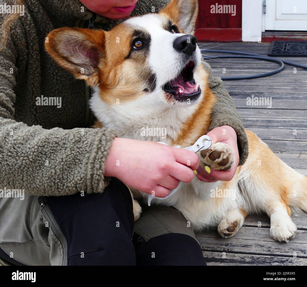 Le bâillement chien Banque D'Images
