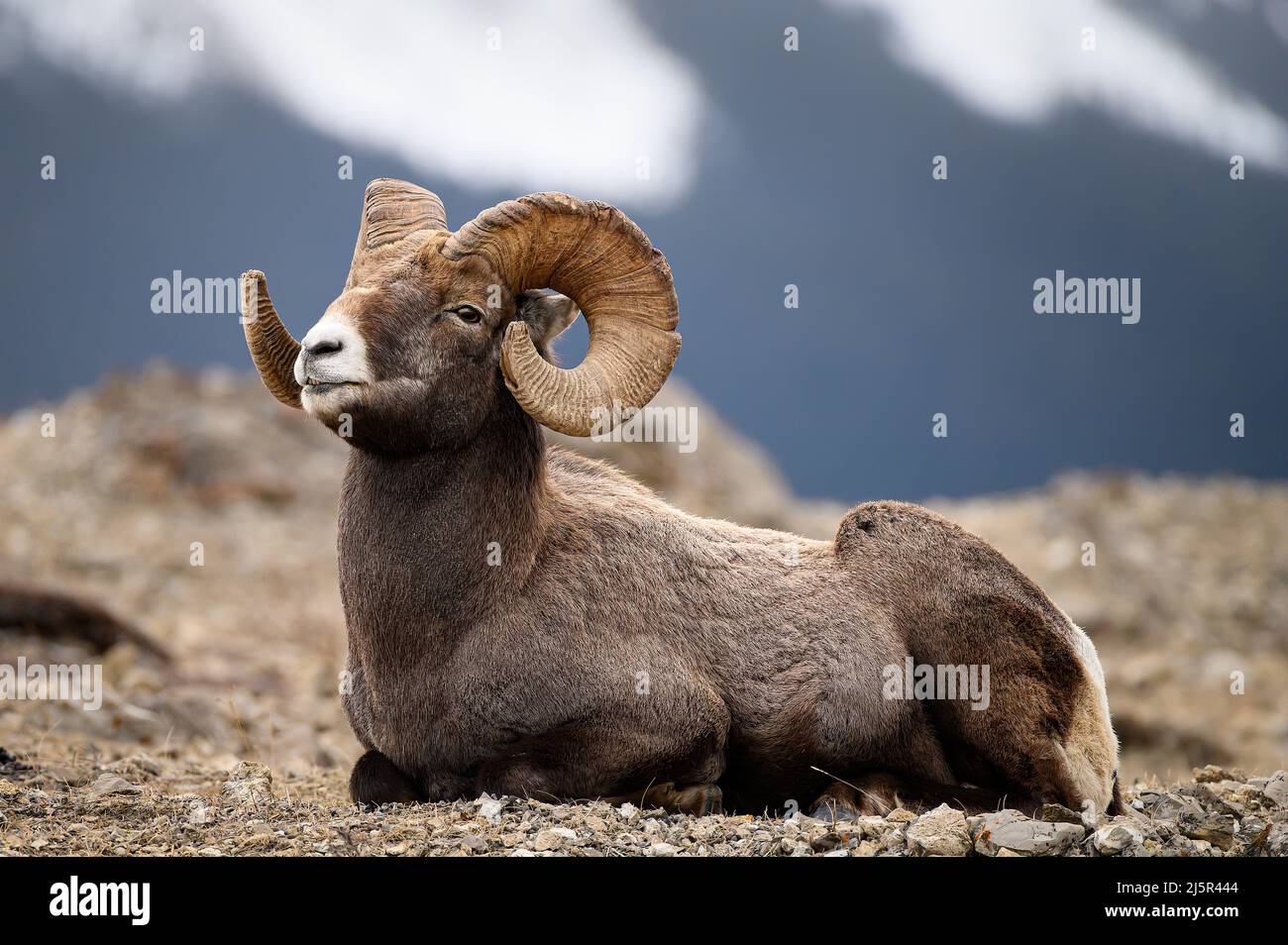 Un grand bélier de montagne rocheux se reposant sur le sommet de la montagne Banque D'Images