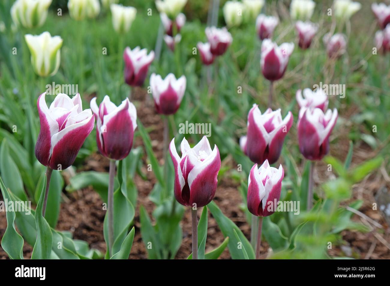 Tulipe à fleurs de Lily ÔBalladeÕ en fleur. Banque D'Images