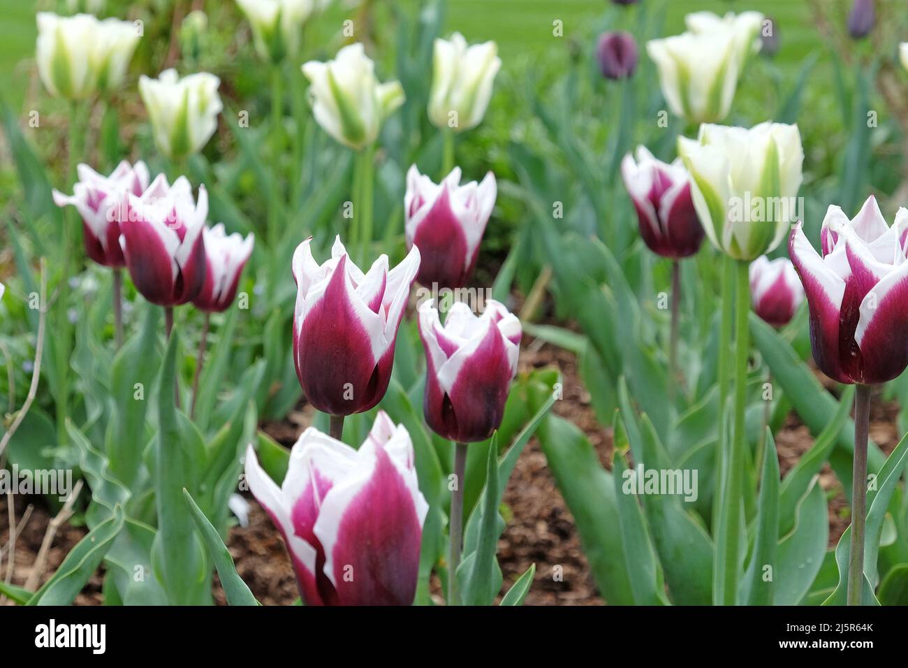 Tulipe à fleurs de Lily ÔBalladeÕ en fleur. Banque D'Images