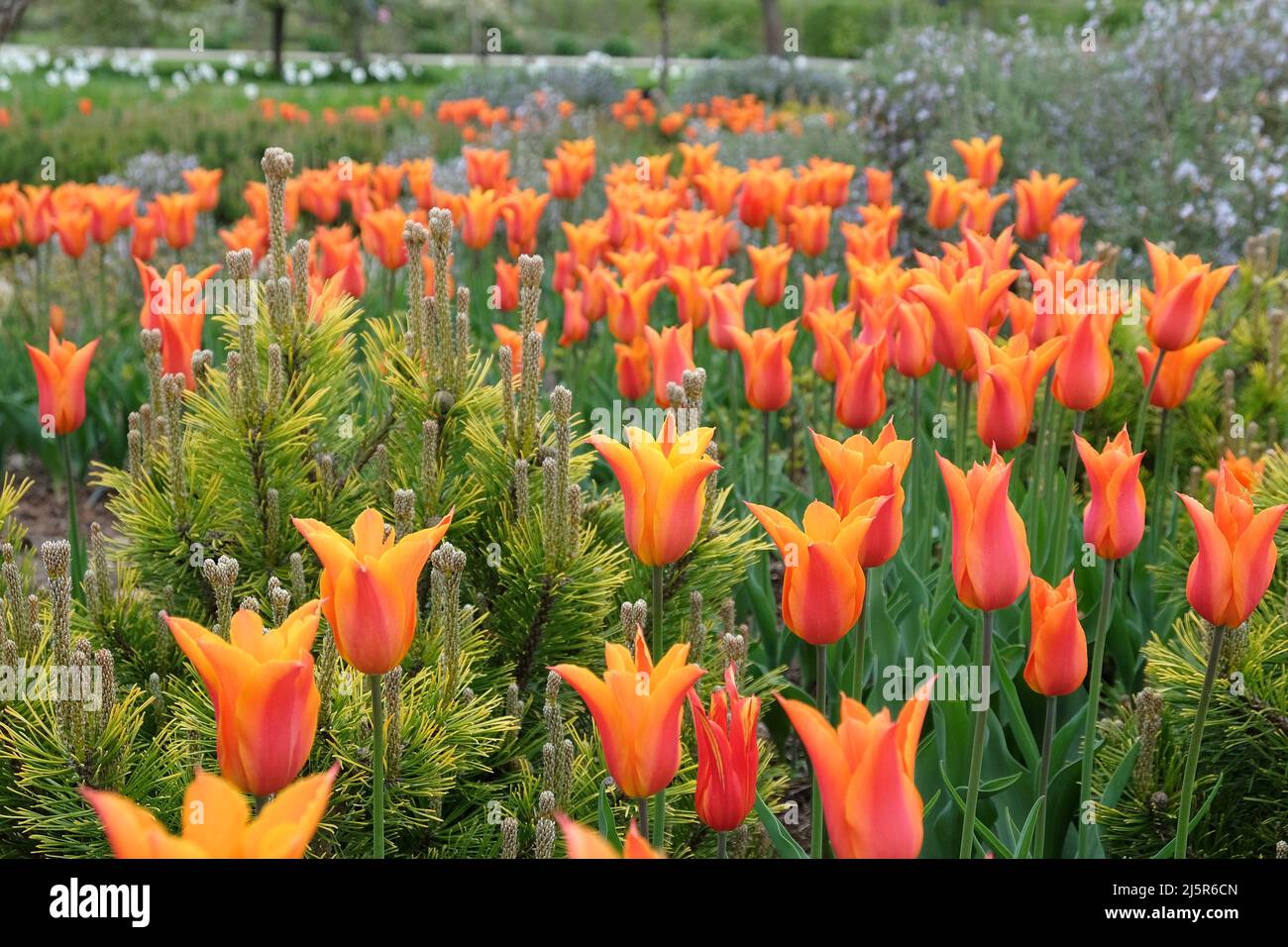 Tulipes à fleurs de Lily ÔballerinaÕ en fleur Banque D'Images