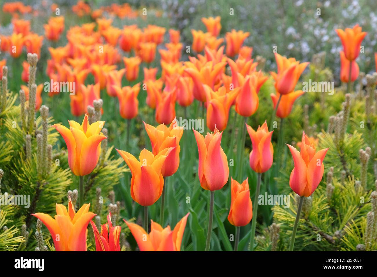 Tulipes à fleurs de Lily ÔballerinaÕ en fleur Banque D'Images