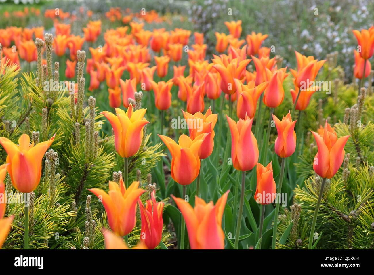 Tulipes à fleurs de Lily ÔballerinaÕ en fleur Banque D'Images