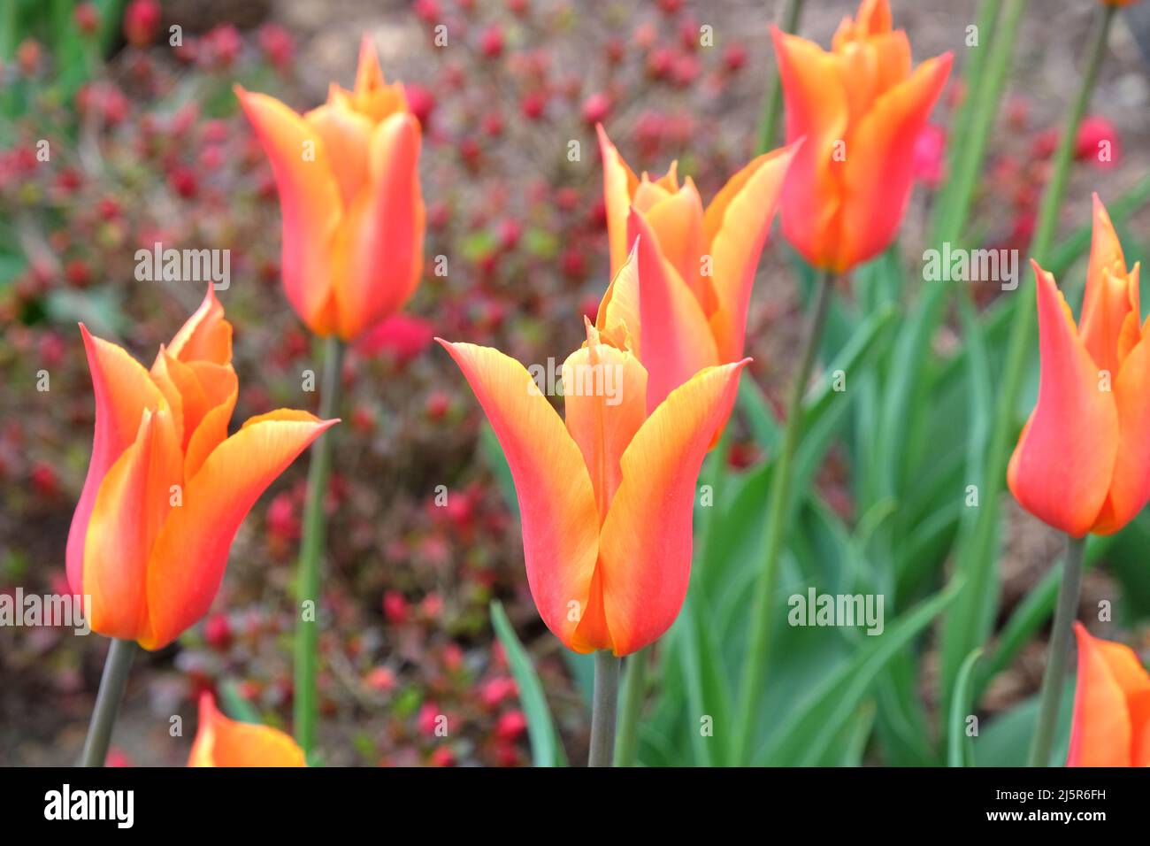 Tulipes à fleurs de Lily ÔballerinaÕ en fleur Banque D'Images