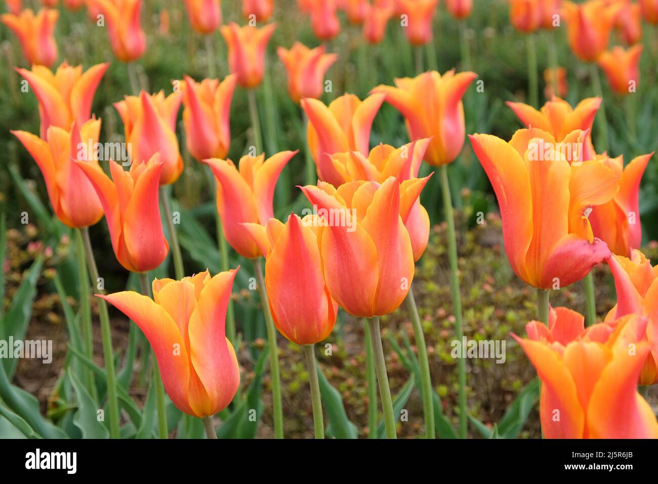 Tulipes à fleurs de Lily ÔballerinaÕ en fleur Banque D'Images