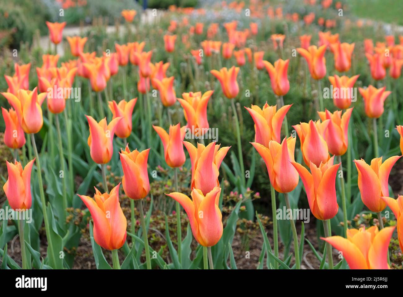 Tulipes à fleurs de Lily ÔballerinaÕ en fleur Banque D'Images
