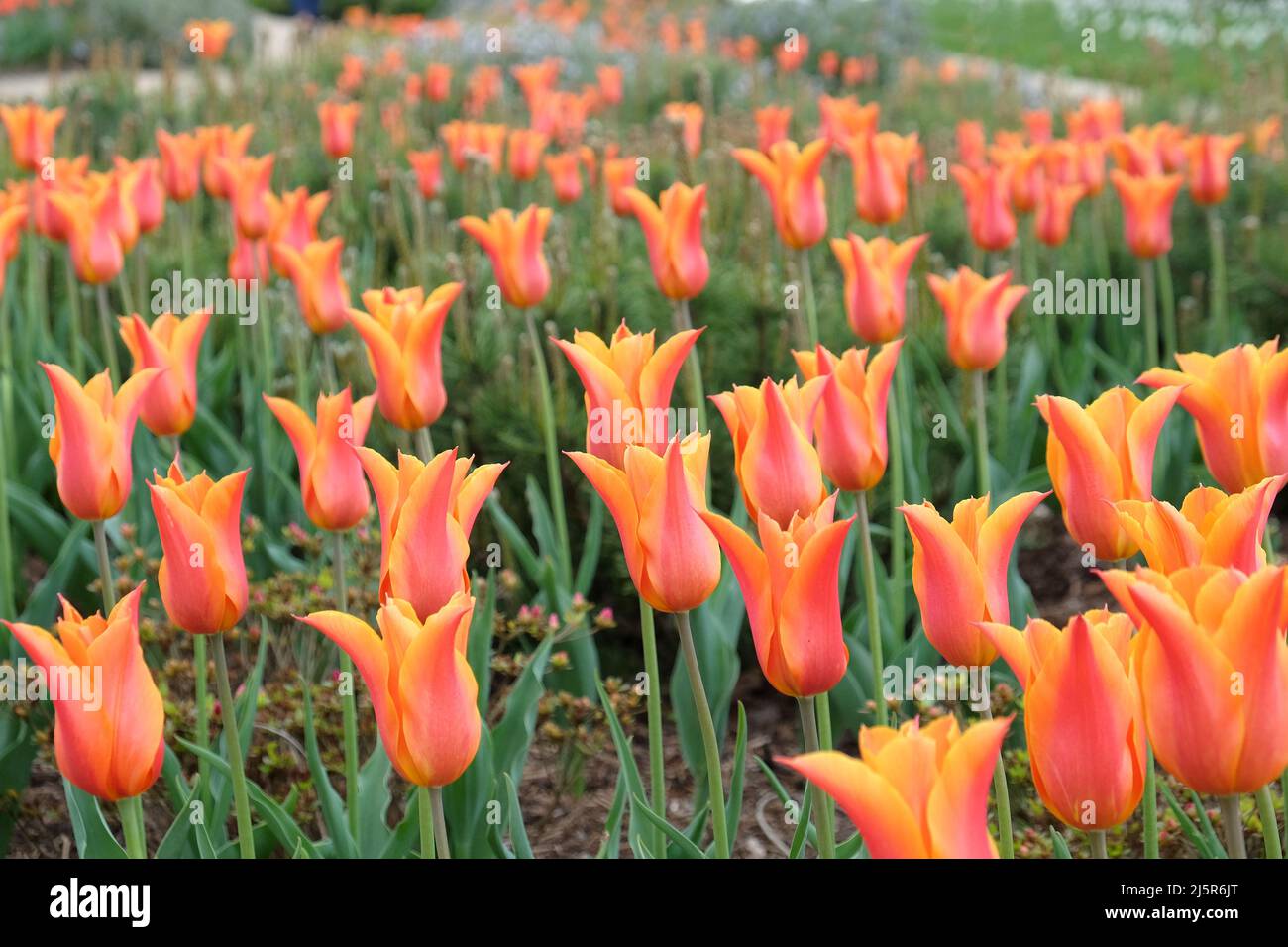 Tulipes à fleurs de Lily ÔballerinaÕ en fleur Banque D'Images