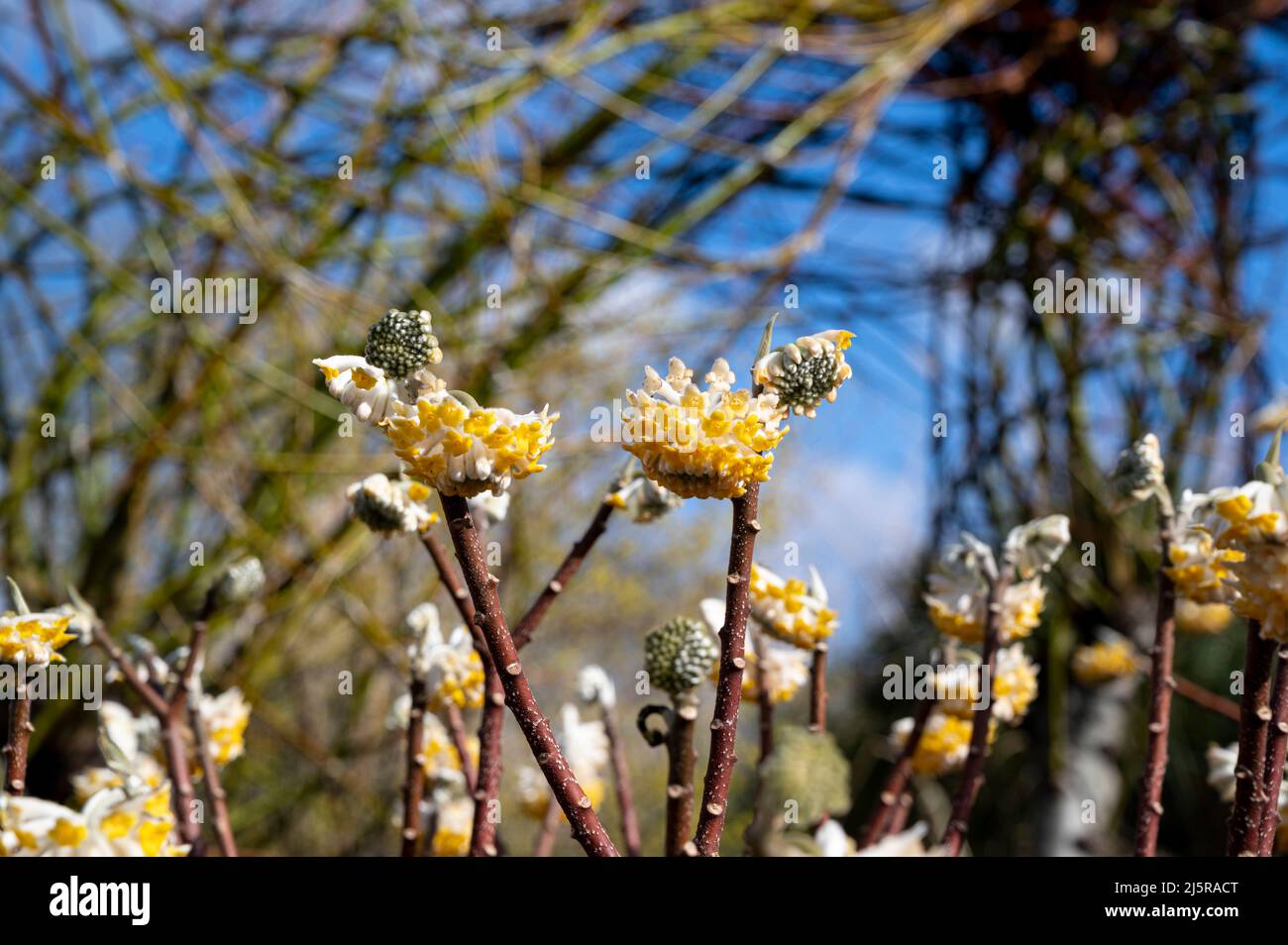 Edgeworthia chrysantha grandiflora, Paperbush Grandiflora, Edgeworthia grandiflora, Thymelaeaceae. Fleurs de crème au début du printemps. Banque D'Images