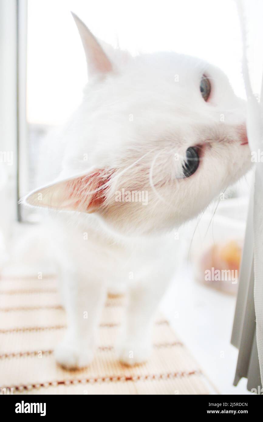 Joli Chat Angora Turc Avec Yeux Verts Et Fourrure Grise Longue Photo Stock Alamy