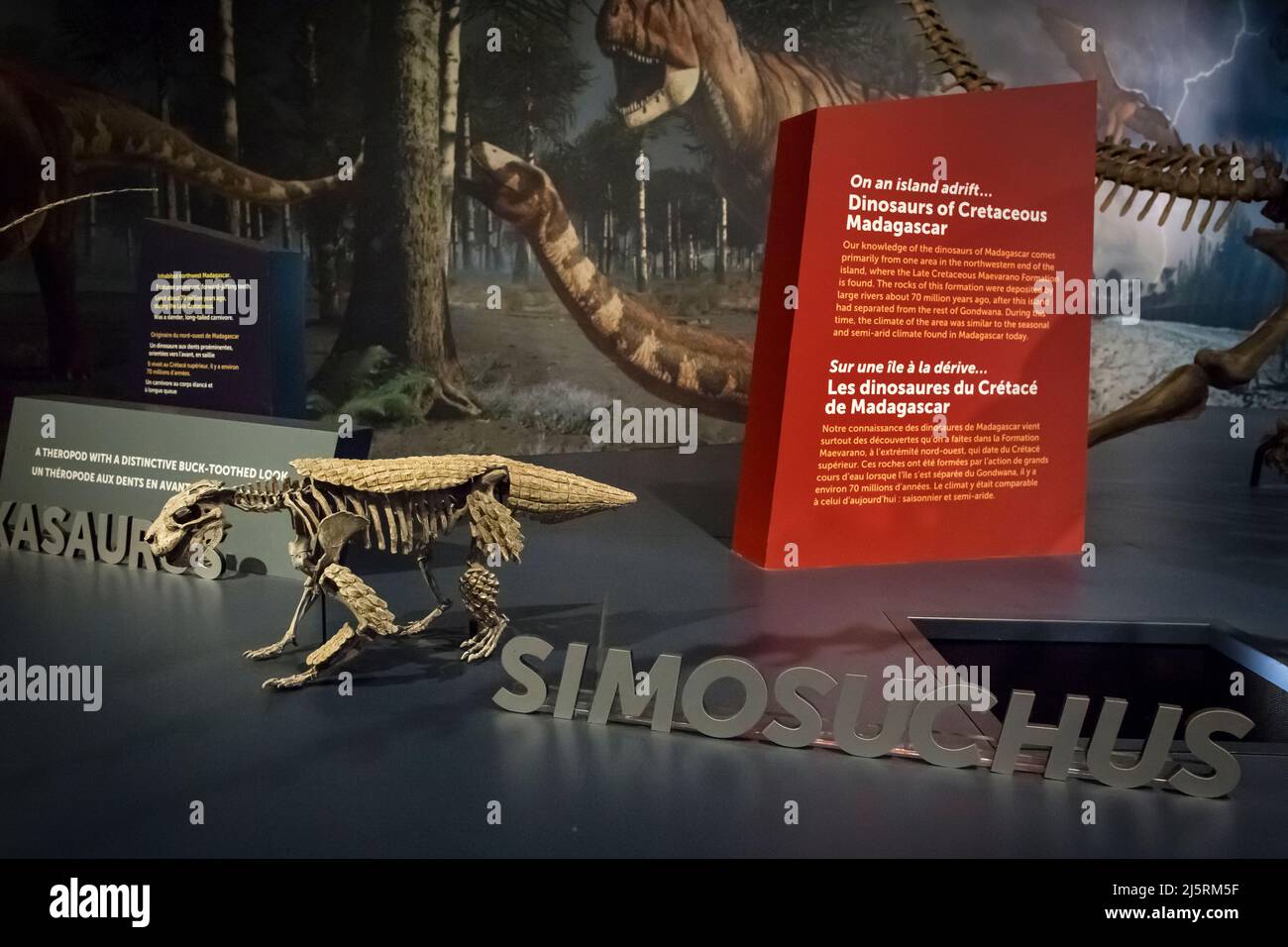 Petit squelette de simosuchus par un texte explicatif dans une exposition de dinosaure au Musée d'Histoire naturelle de Balboa Park, San Diego Banque D'Images