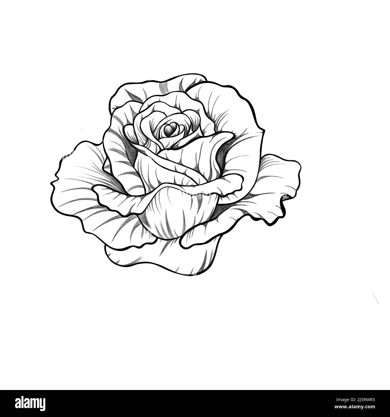 croquis détaillé de fleur rose avec feuilles. croquis botanique tatouage rose. Banque D'Images