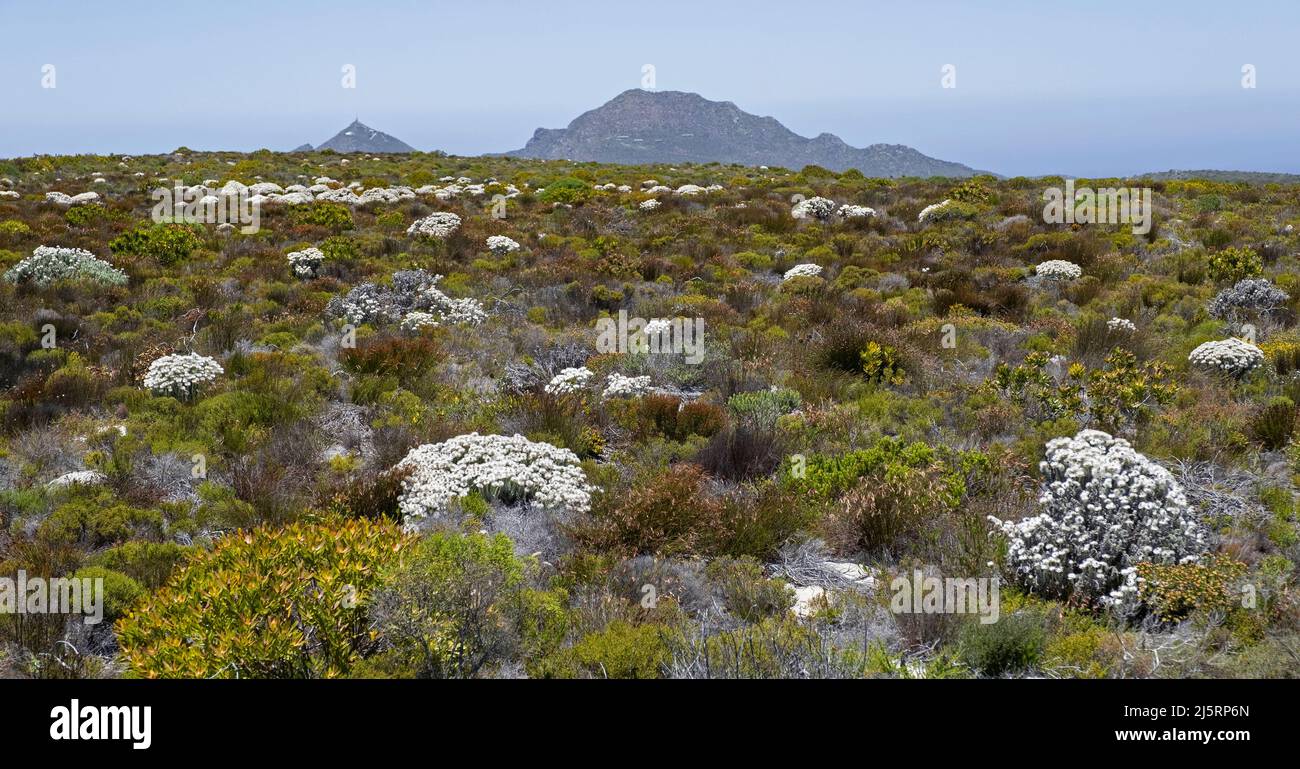 Fynbos végétation et fleurs à la section Cap de bonne espérance du parc national de Table Mountain, province du Cap occidental, Afrique du Sud Banque D'Images