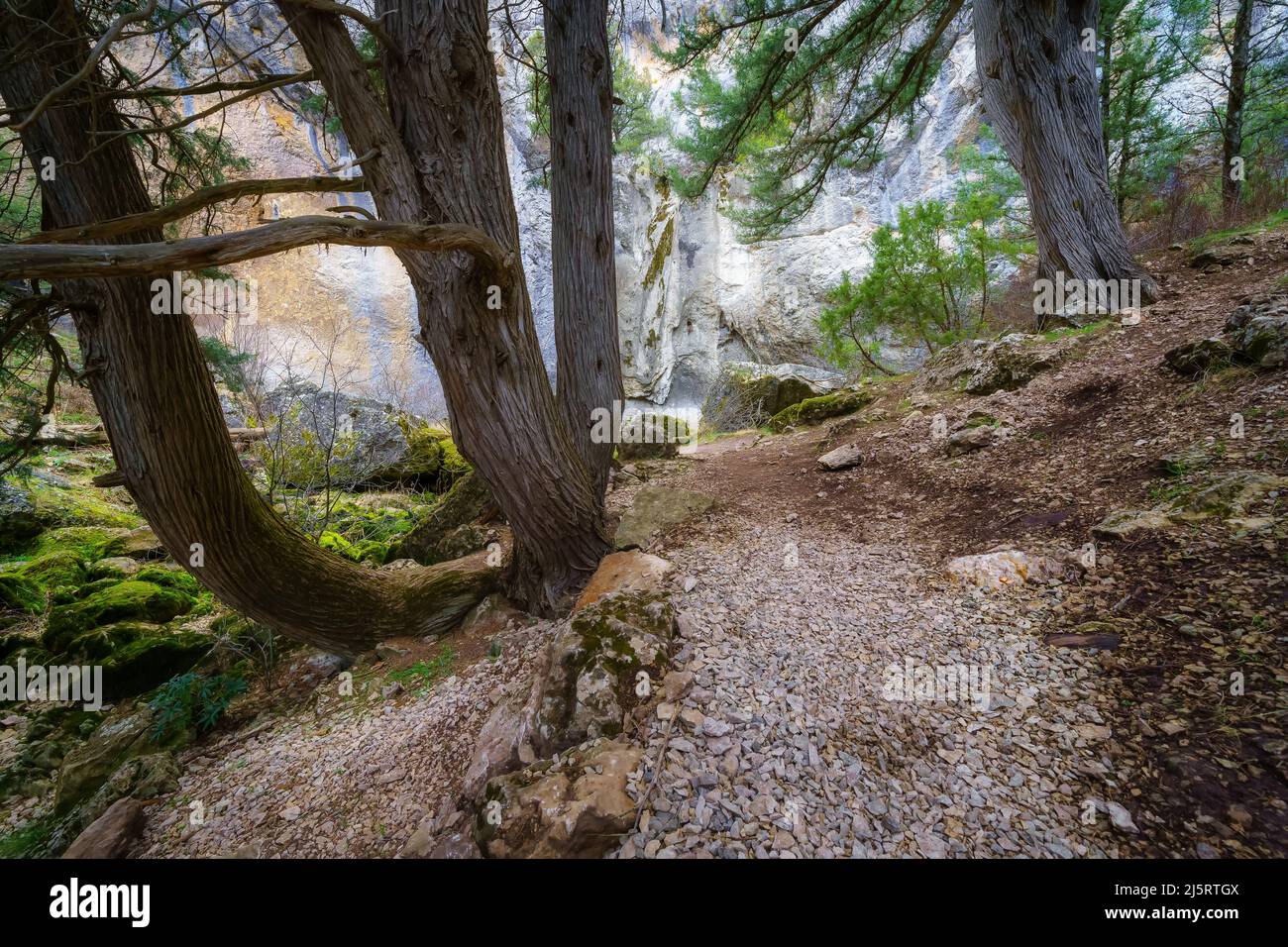 Paysage de forêt enchantée avec chemin parmi les arbres dans un environnement mystérieux. Banque D'Images
