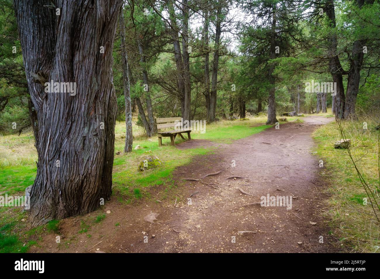 Banc pour se reposer sur le sentier de randonnée de la forêt de genévriers, Sabinar Soria. Banque D'Images