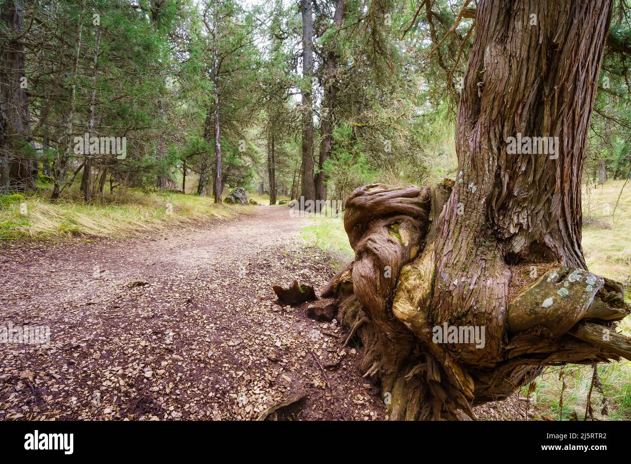 Immense arbre torsadé sur le chemin de la mystérieuse forêt de genévriers, Sabinar Soria. Banque D'Images