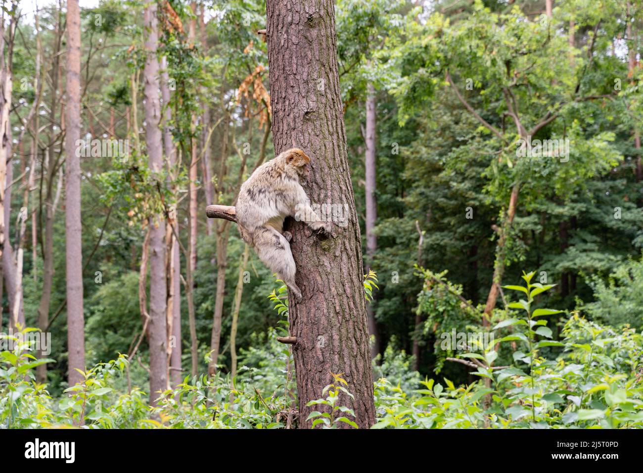 Le singe Barbary est assis sur un grand arbre et est relaxant. Singe brun dans la nature. Magot dans un parc naturel en Allemagne. Macaques en plein air en Europe. Animal Banque D'Images