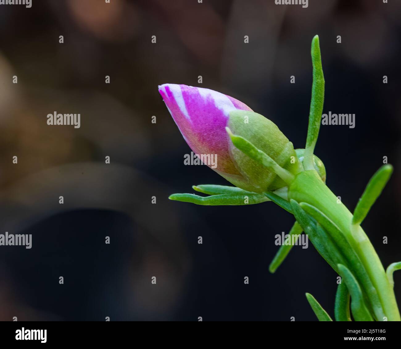 Un Bud of Moss Rose Banque D'Images