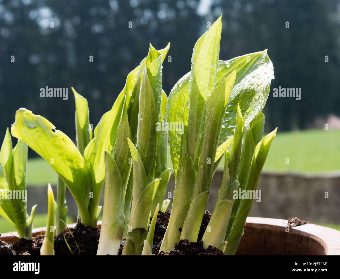 Pousses Hosta de printemps de la plante en pot, de nouvelles pousses vertes poussent hors du sol; beau jardin à l'arrière-plan Banque D'Images