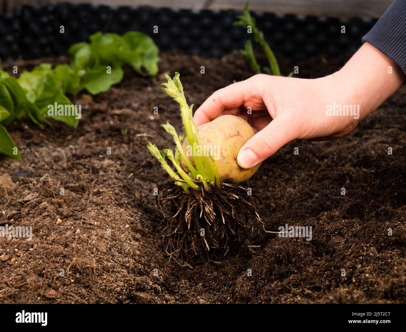 planter à la main des tubercules de pommes de terre dans le lit de jardin après avoir préparé les pommes de terre de semence pour la plantation; greensparouage Banque D'Images
