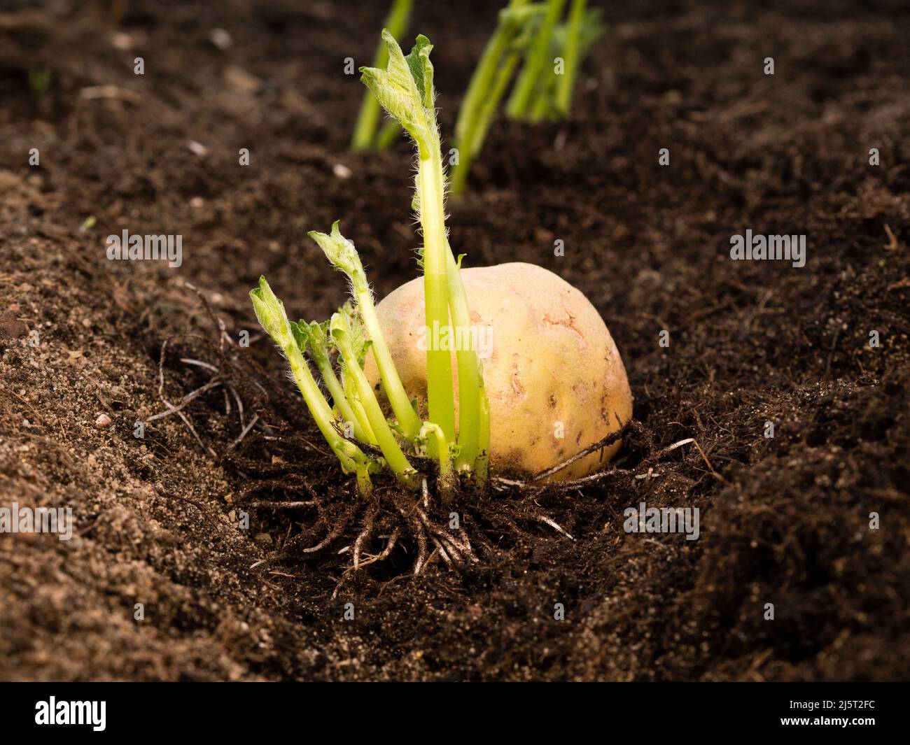 plante de pomme de terre fraîche après la germination dans le sol - lit de jardin surélevé Banque D'Images