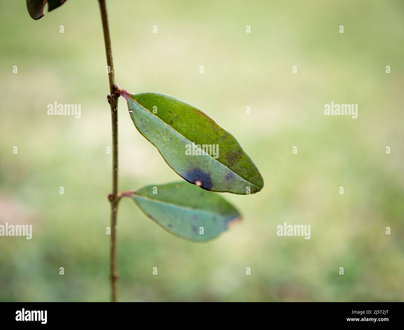 l'image montre les symptômes typiques de la maladie des taches foliaires sur ligustrum - privet sauvage Banque D'Images