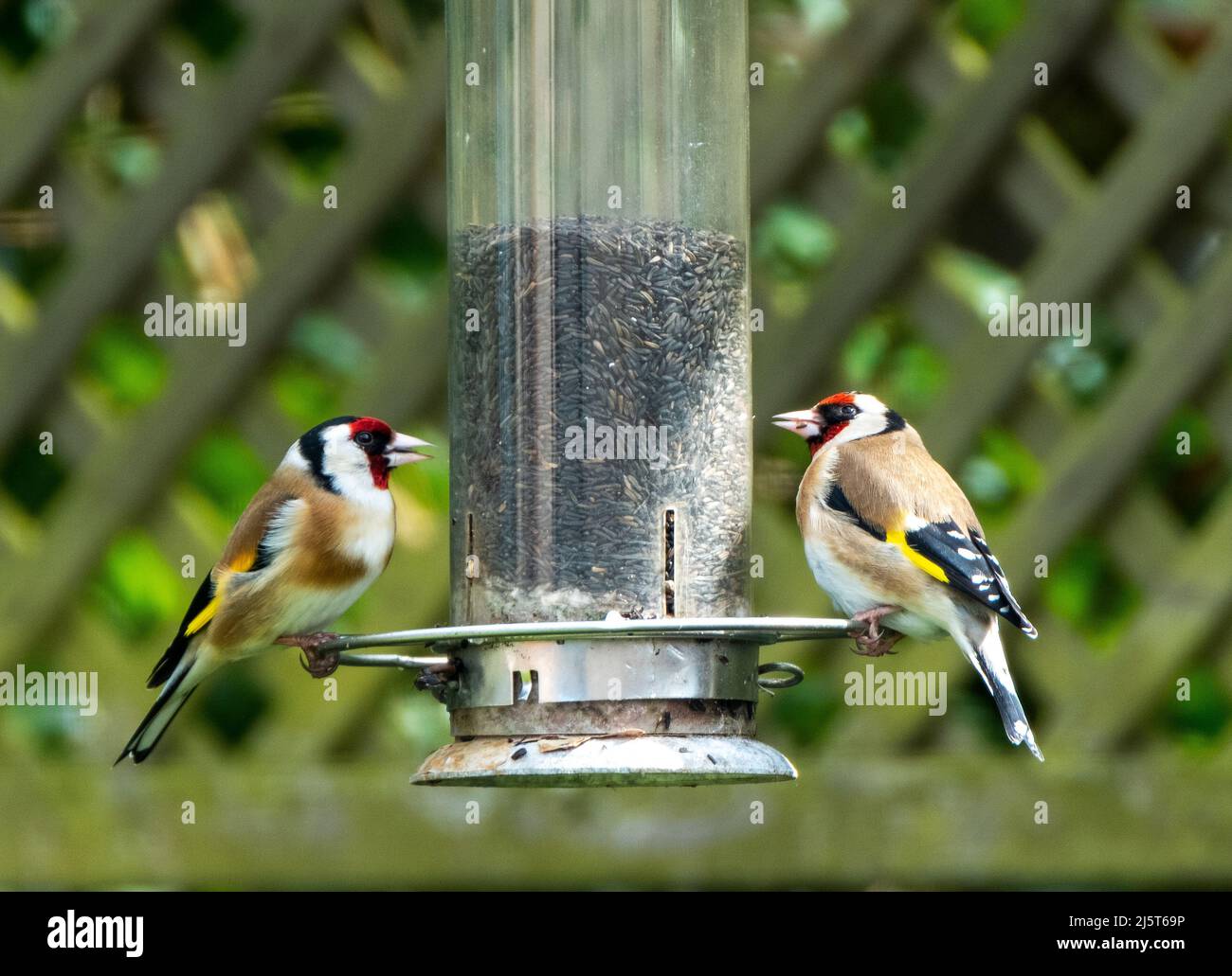 Une paire de goldfinches (Carduelis Carduelis) se nourrissant de graines de nyjer, West Lothian, Ecosse. Banque D'Images