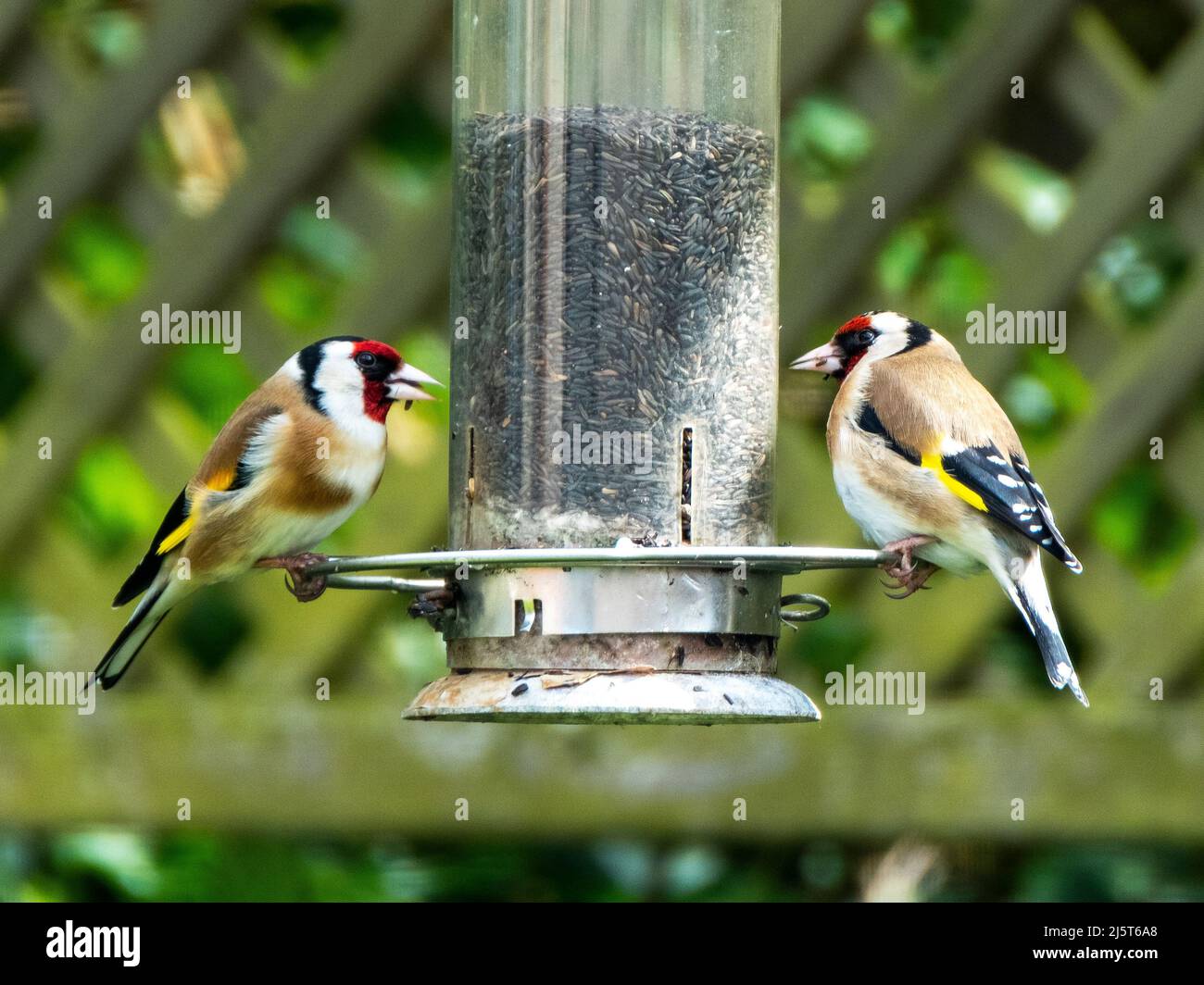 Une paire de goldfinches (Carduelis Carduelis) se nourrissant de graines de nyjer, West Lothian, Ecosse. Banque D'Images
