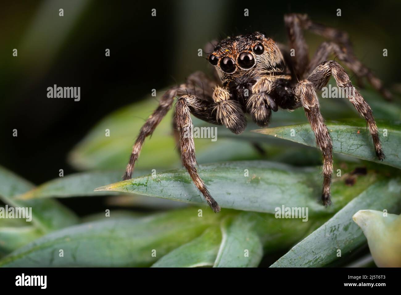 Une araignée sautant brune sur les belles feuilles vertes dépolies Banque D'Images