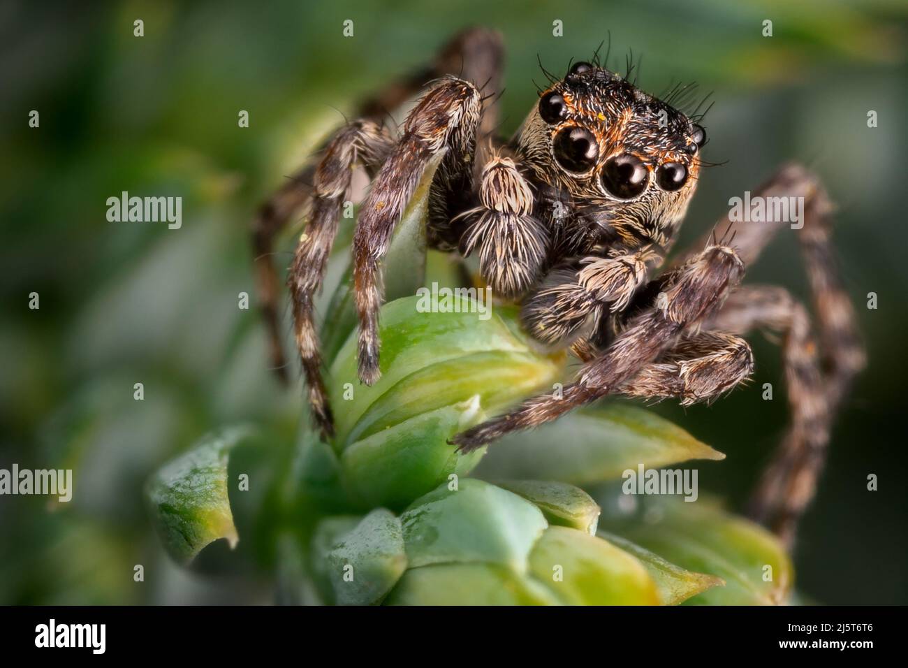 Une araignée sautant brune sur les belles feuilles vertes dépolies Banque D'Images