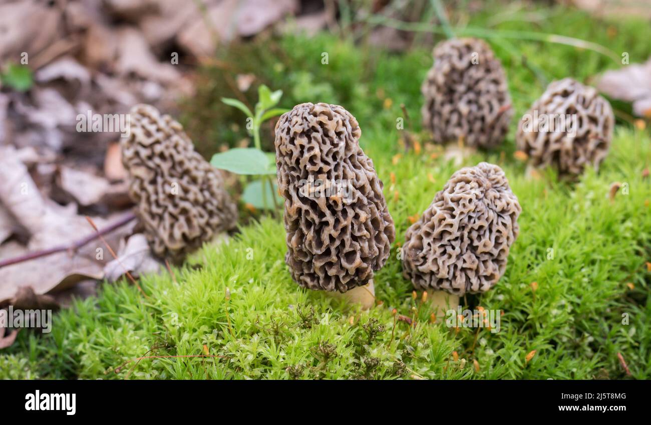 Groupe de champignons Morel poussant sur un timbre de mousse Banque D'Images