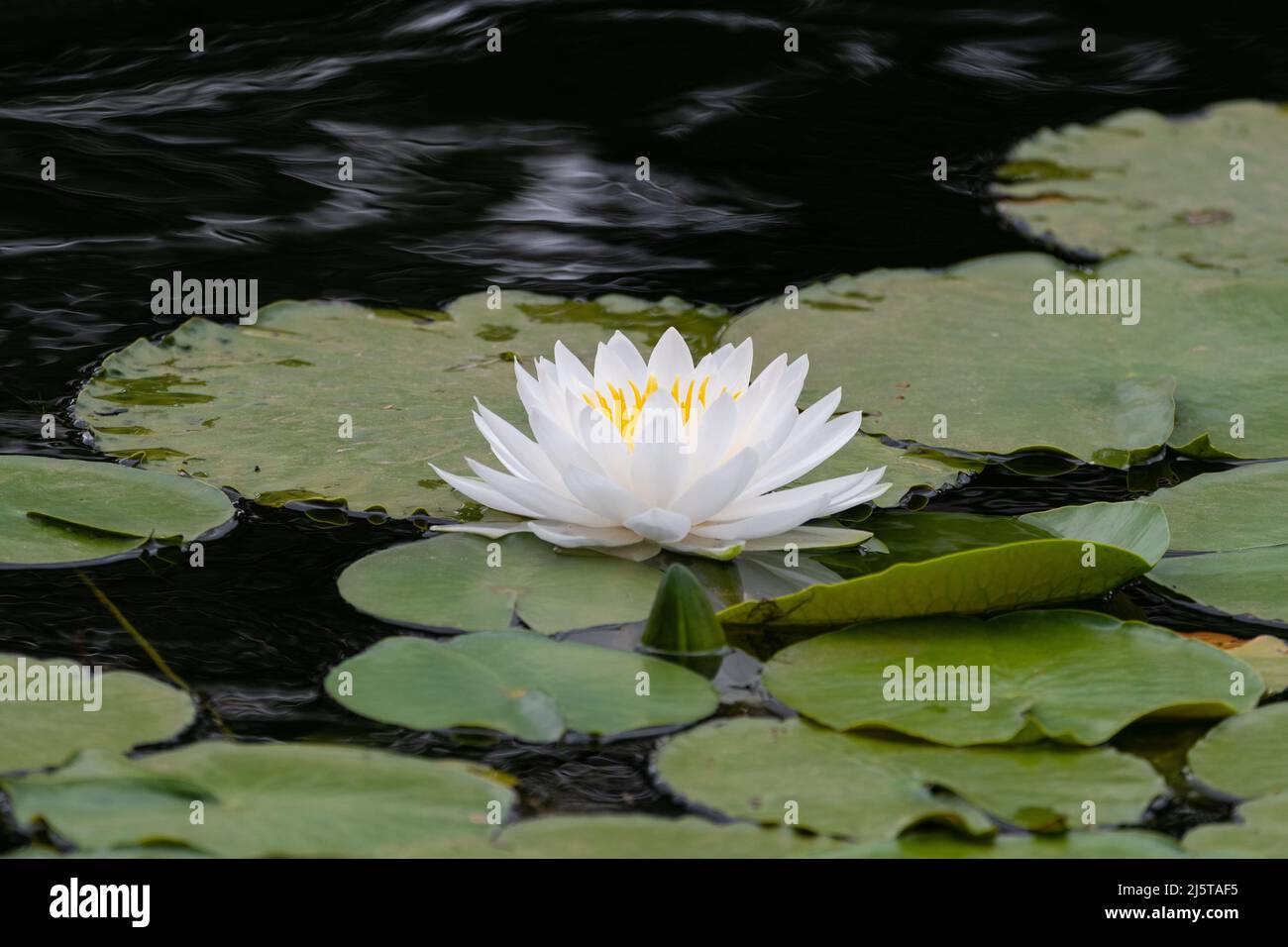 Une belle fleur blanche de nénuphars qui fleurit à la surface d'un étang recouvert de nénuphars verts. Banque D'Images