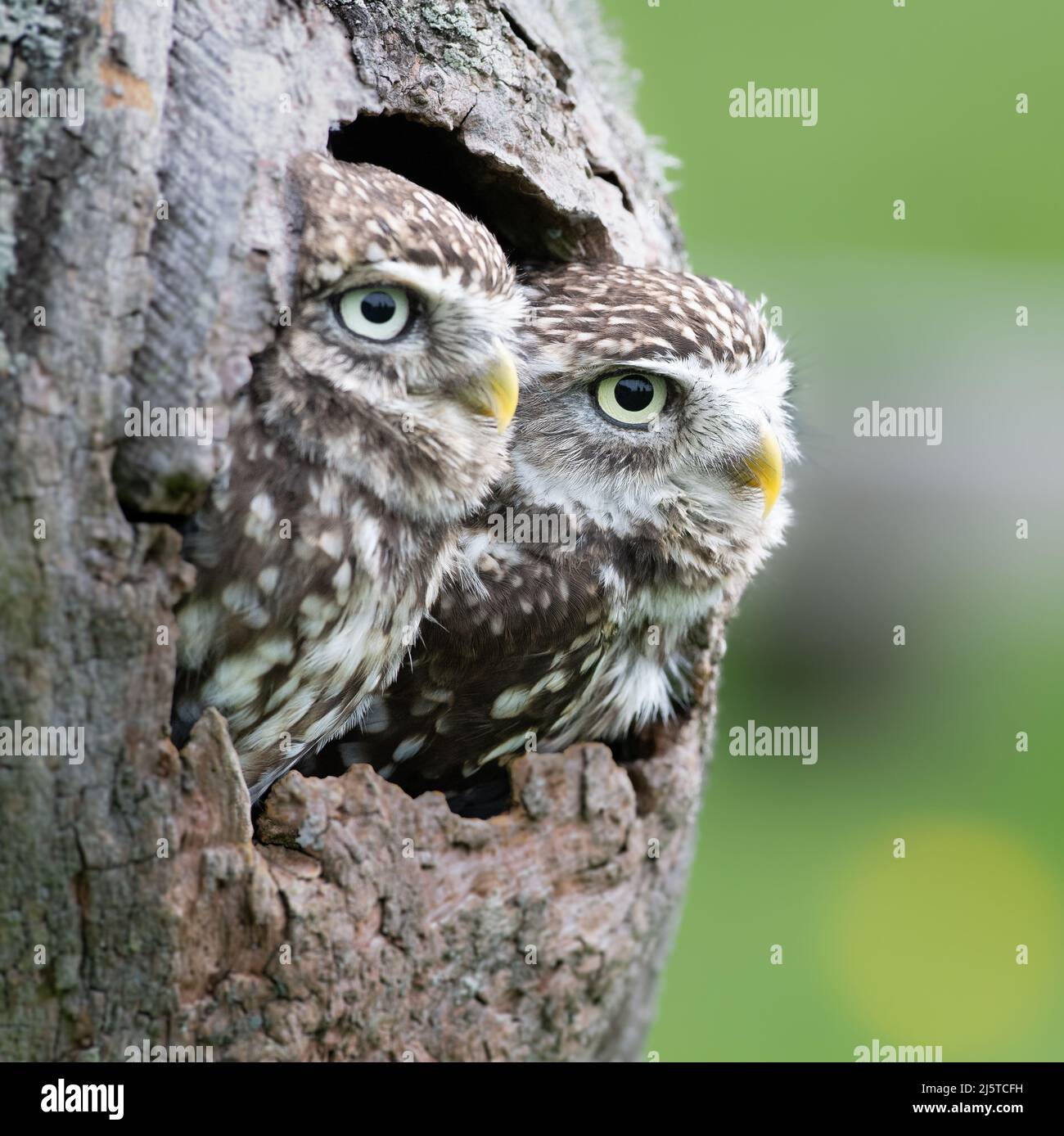 Deux petites chouettes à l'intérieur d'un arbre creux Banque D'Images