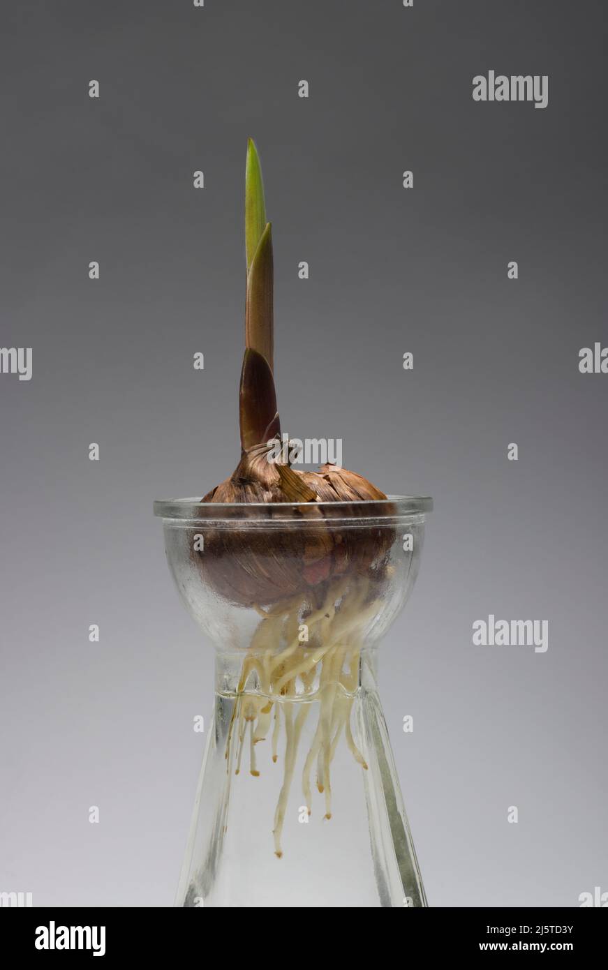 Pousse-bulbe gladioli et racines dans un pot en verre Banque D'Images