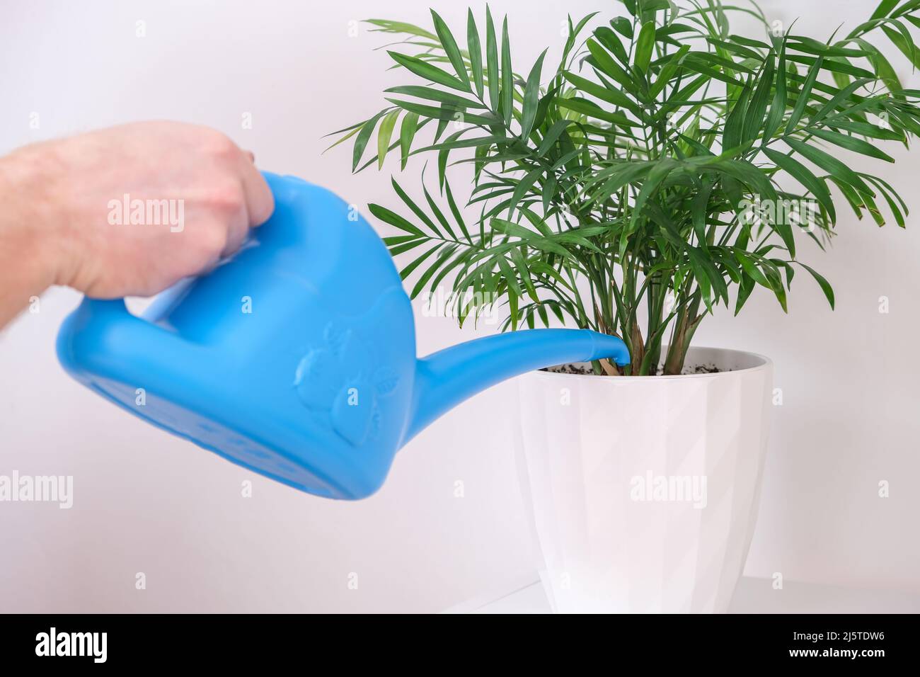 Un homme arrose une plante de palmier à partir d'un arrosoir. Soin des — free download