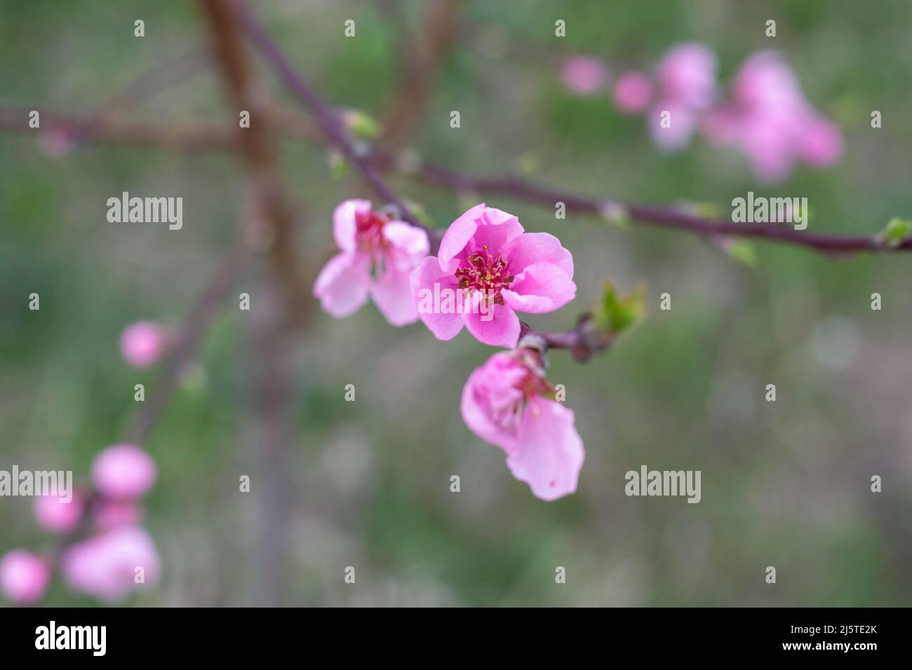 Ouvert des fleurs de pêche rose sur un jeune arbre au printemps. Jardinage et soin des plantes. Banque D'Images