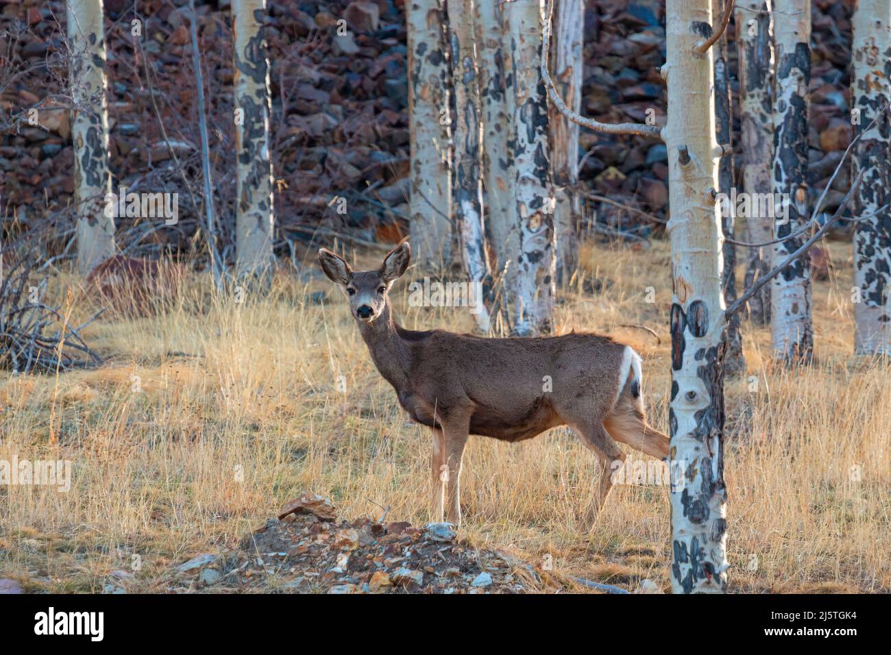 Belle lumière du matin et un petit troupeau de cerfs mulets fait dans la forêt nationale de Pike du Colorado Banque D'Images