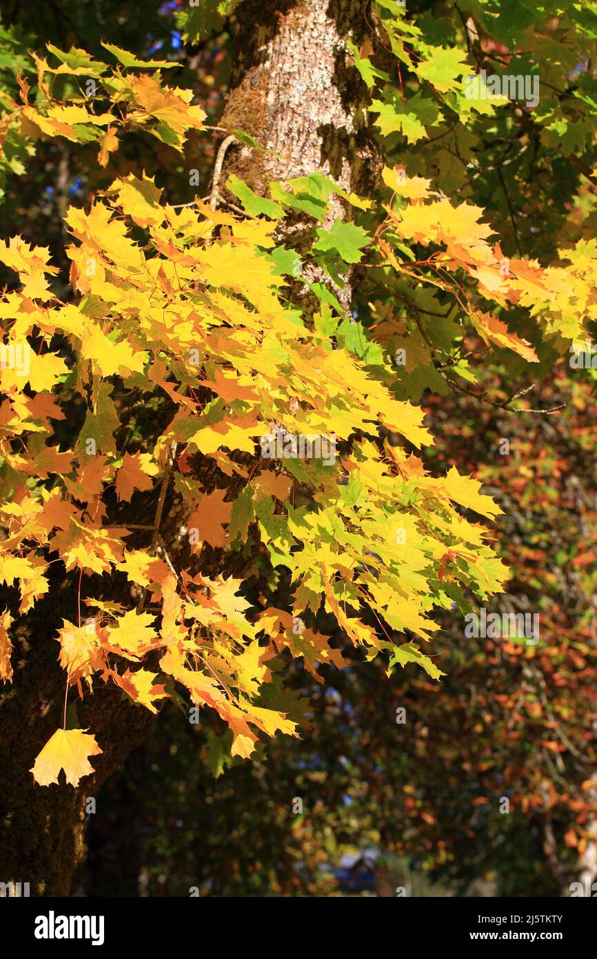 Feuilles d'érable d'automne colorées. Banque D'Images