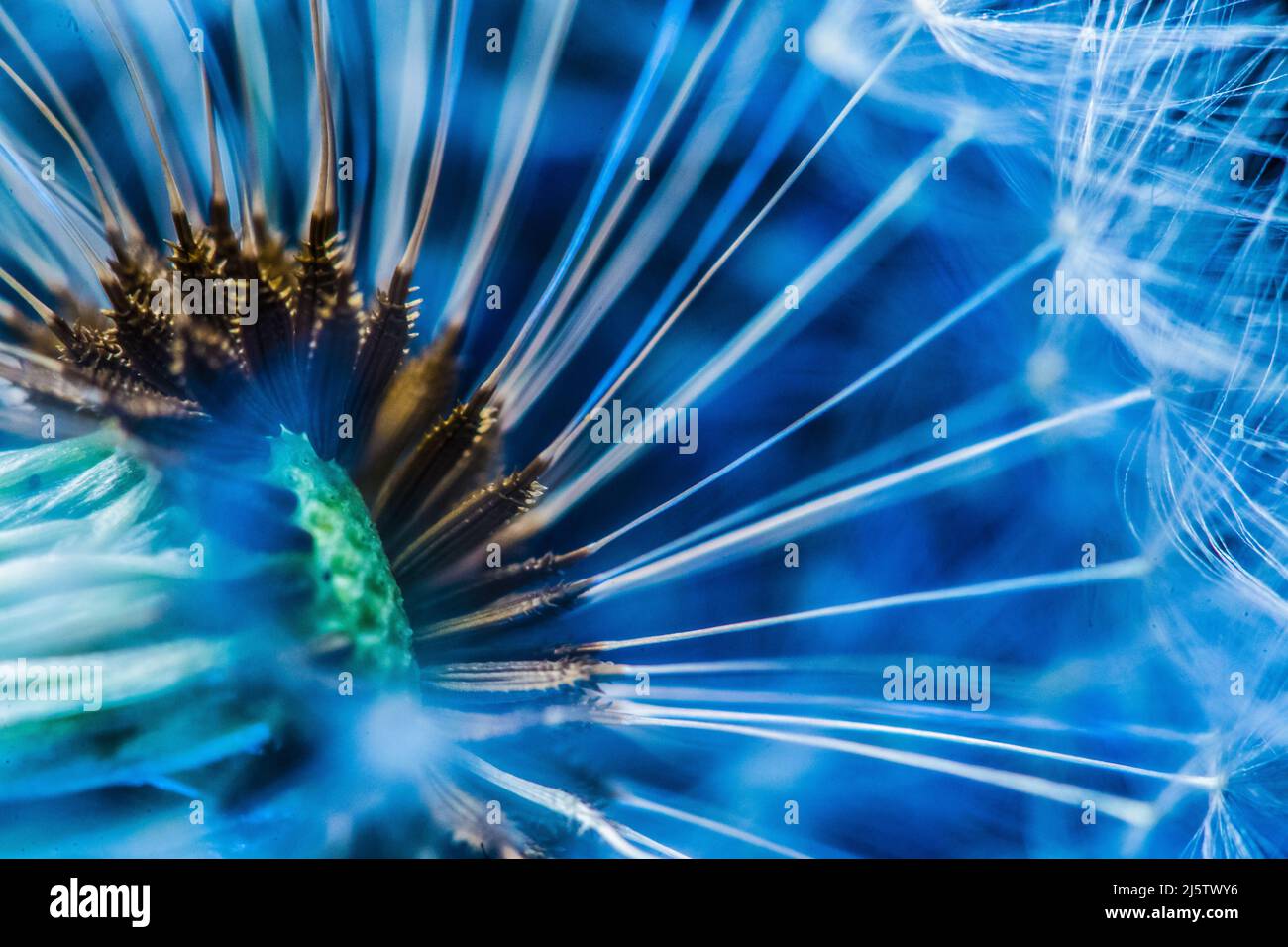 Gros plan d'une tête de pissenlit allé à la graine Banque D'Images