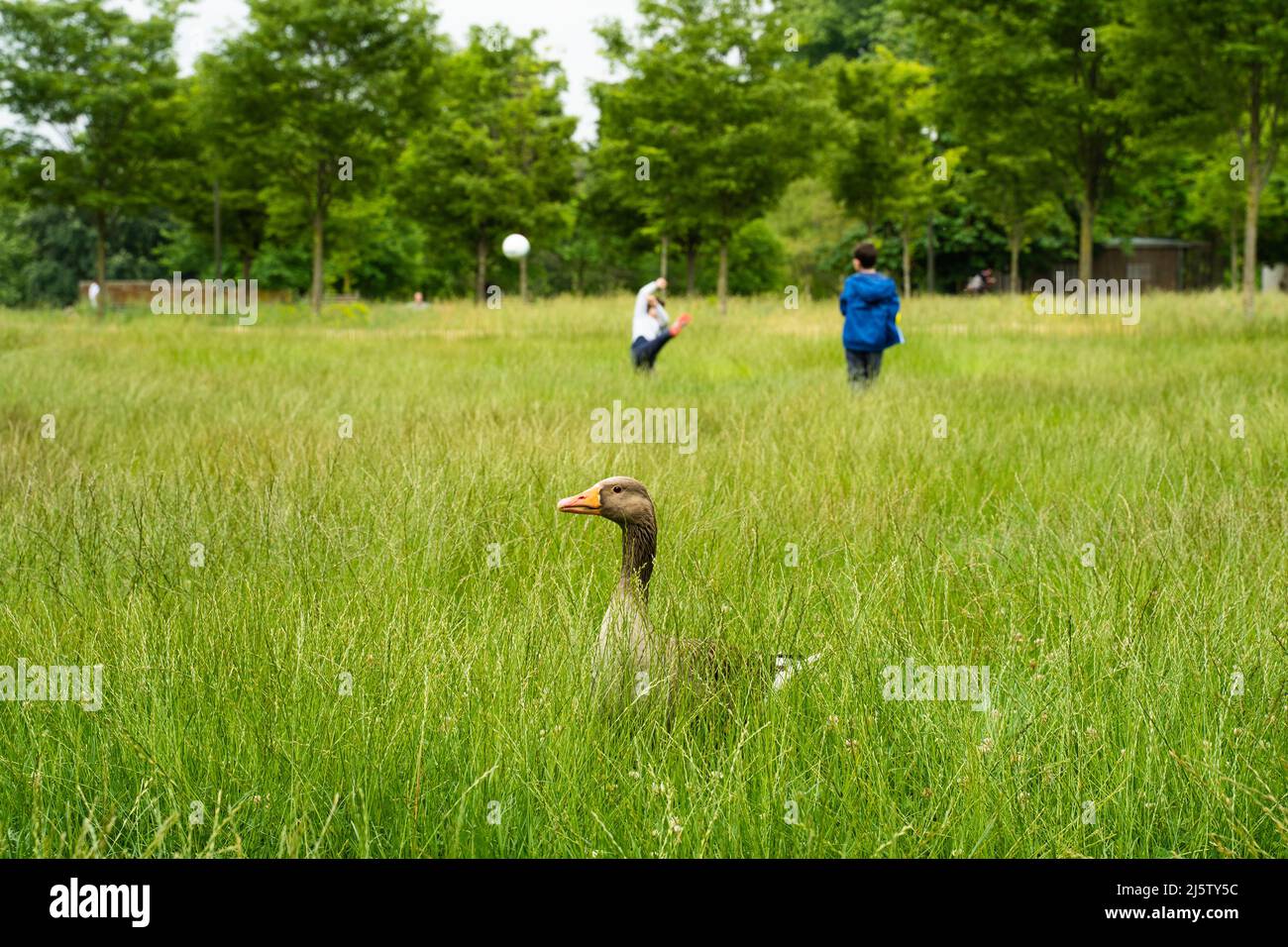 Oie grise au Parc de la tête d'Or (or de tête de parc) de Lyon, France. Banque D'Images Oie grise au Parc de la tête d'Or (or de tête de parc) de Lyon, France. Banque D'Images