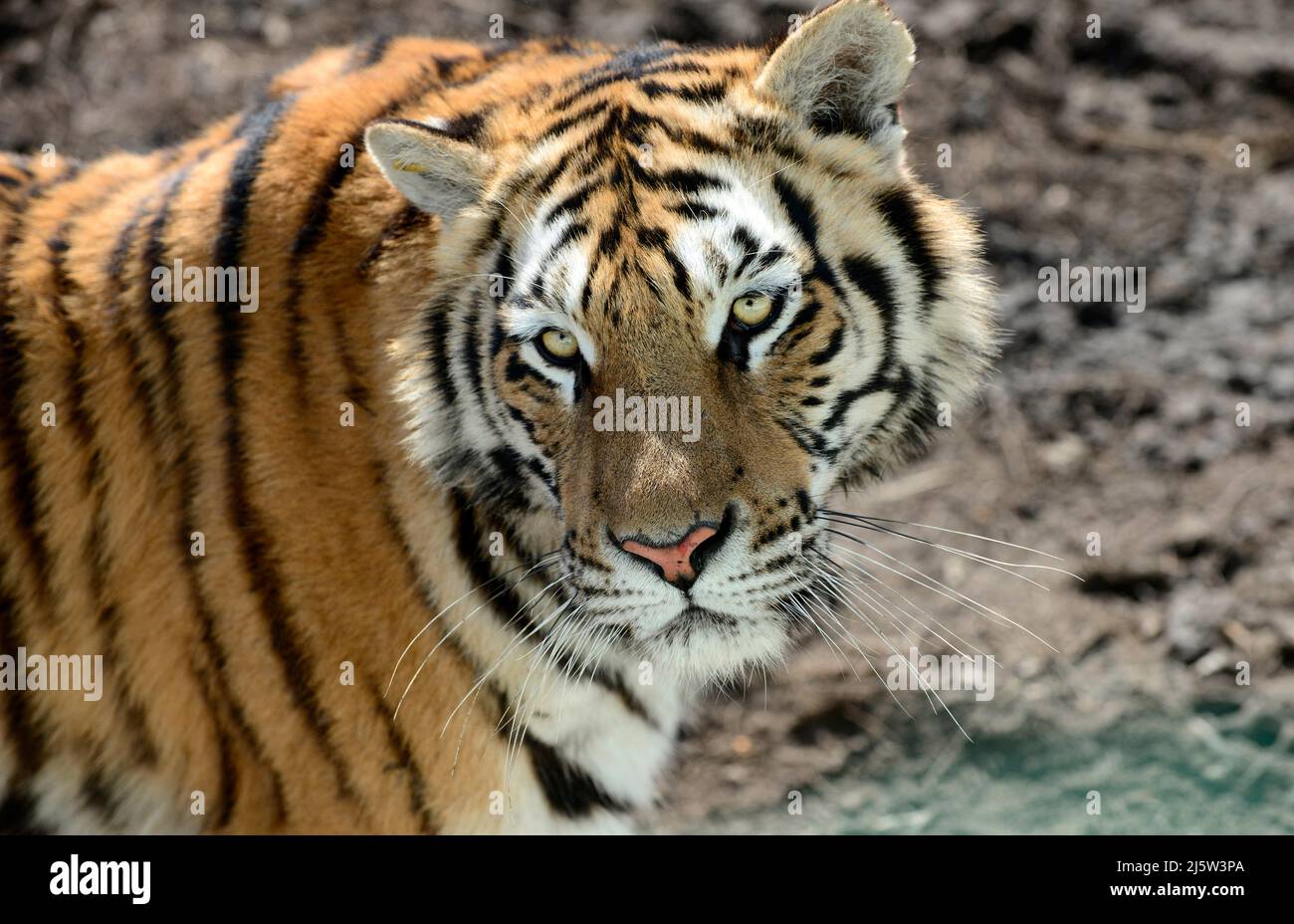Portrait d'un tigre de Sibérie. Banque D'Images