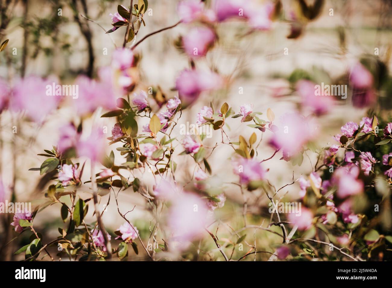 Fleurs de printemps pourpres et roses qui fleurissent au zoo d'Omaha Banque D'Images