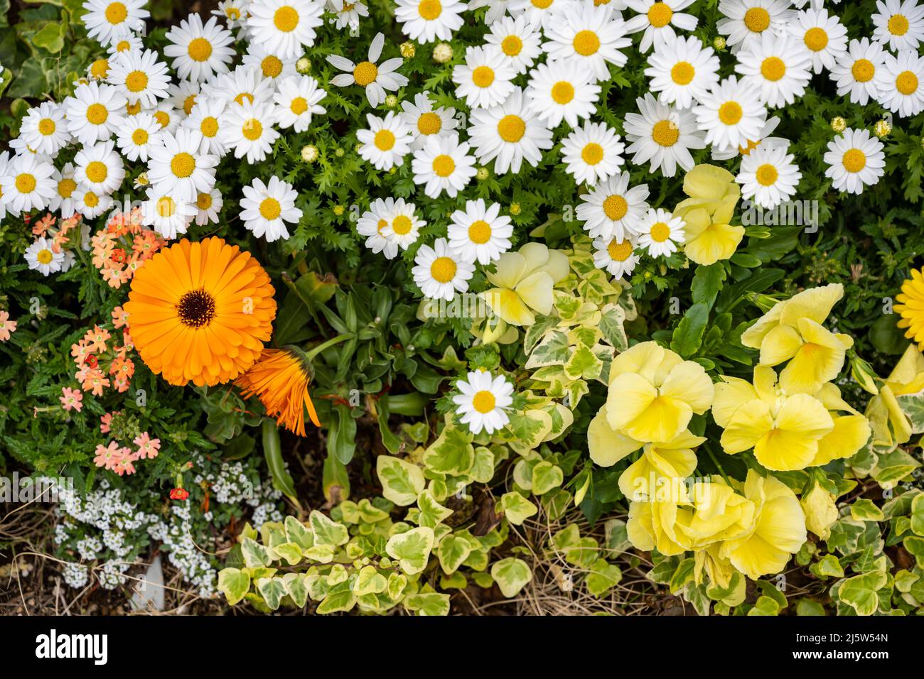 Margaret et diverses fleurs et herbe sont en croissance Banque D'Images