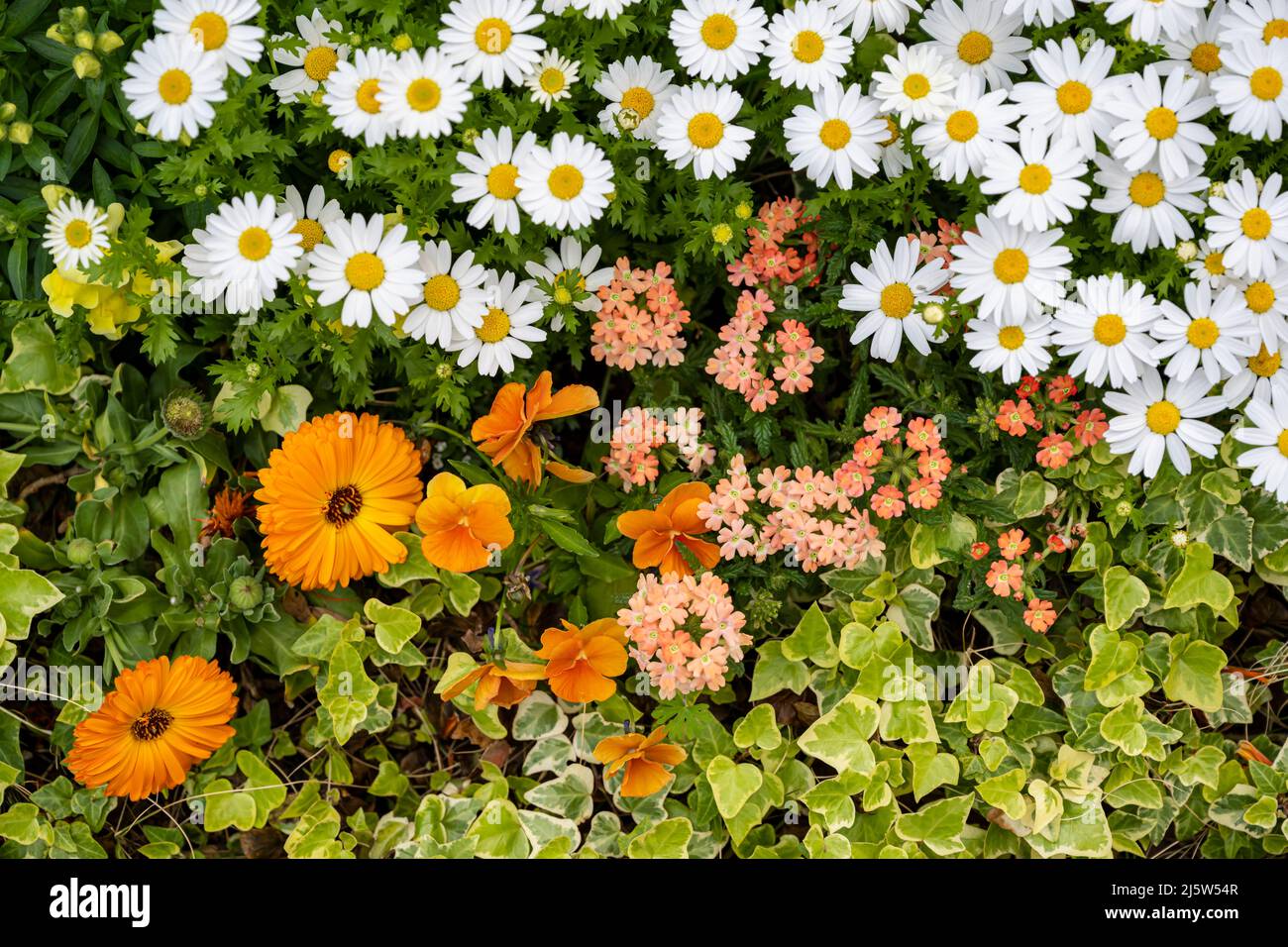Margaret et diverses fleurs et herbe sont en croissance Banque D'Images