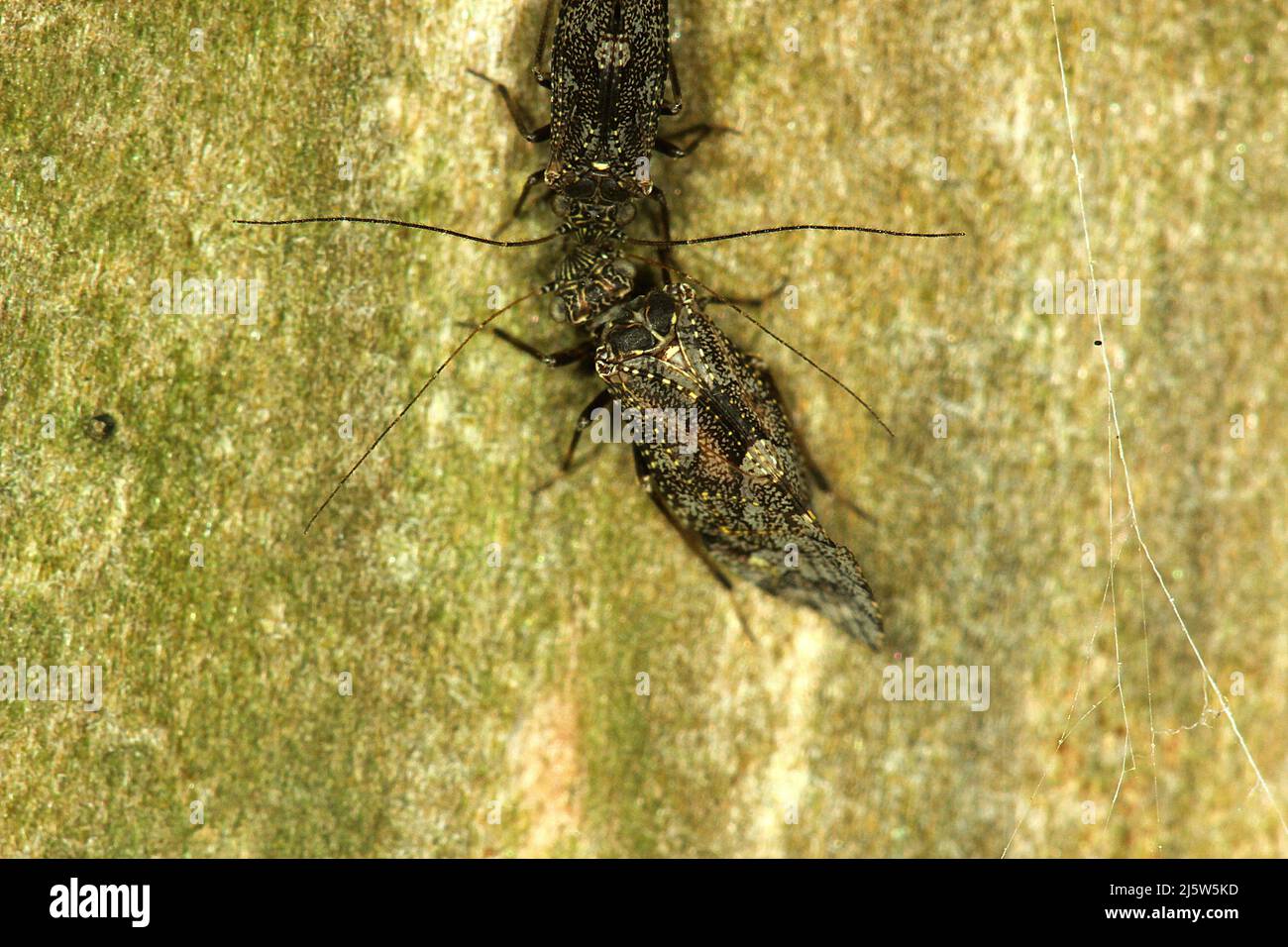 Poux de Nouvelle-Zélande (Nimbocopsocus australis) Banque D'Images