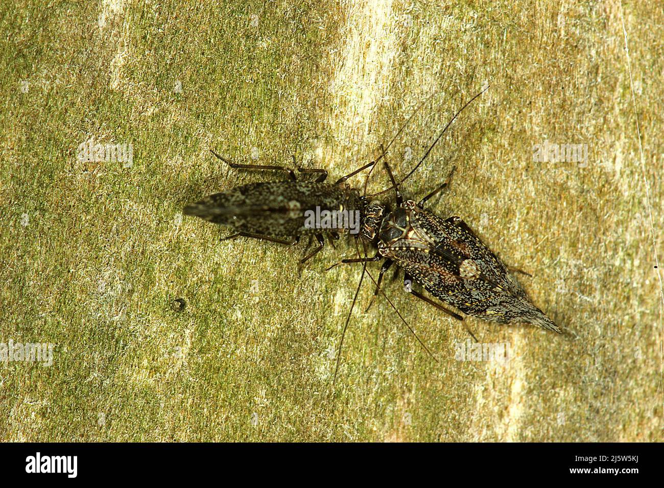 Poux de Nouvelle-Zélande (Nimbocopsocus australis) Banque D'Images