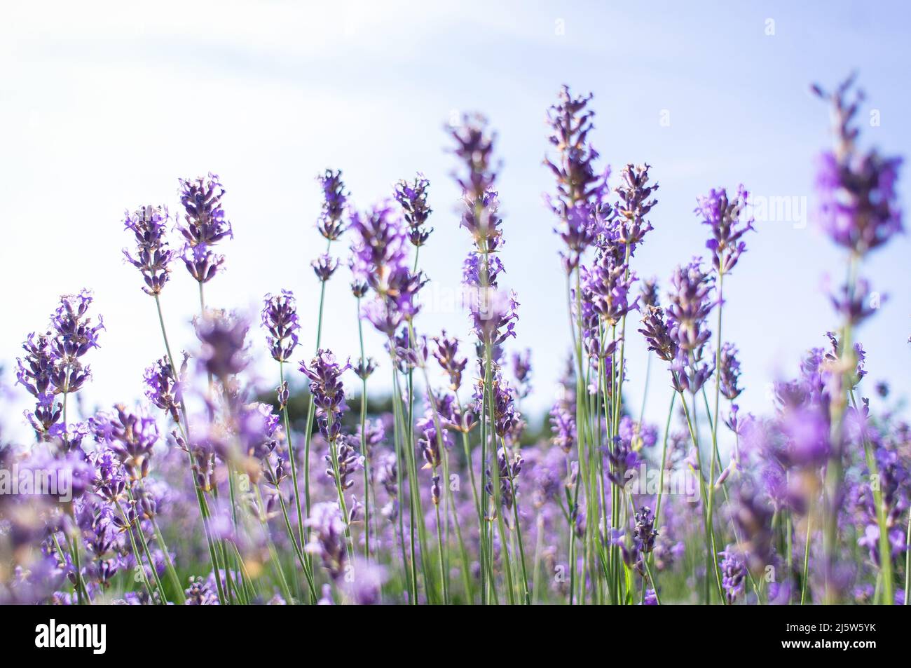 Lavande en fleur dans le champ. Été et ciel. Soleil éclatant et arômes de la prairie. Vue avant. Banque D'Images