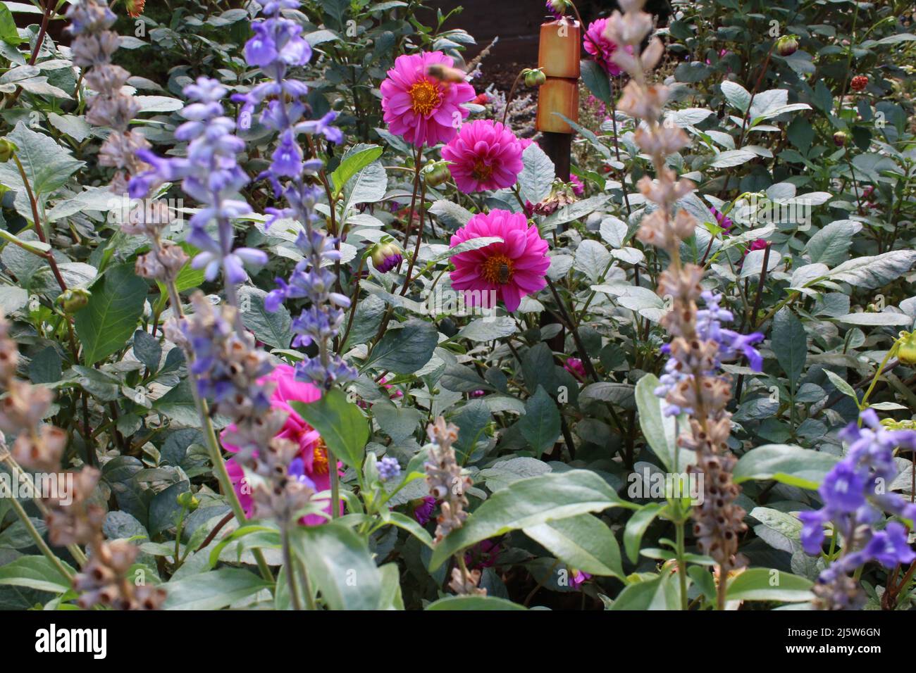 Les abeilles volent autour d'un jardin avec des fleurs roses et des feuilles vert foncé. Banque D'Images