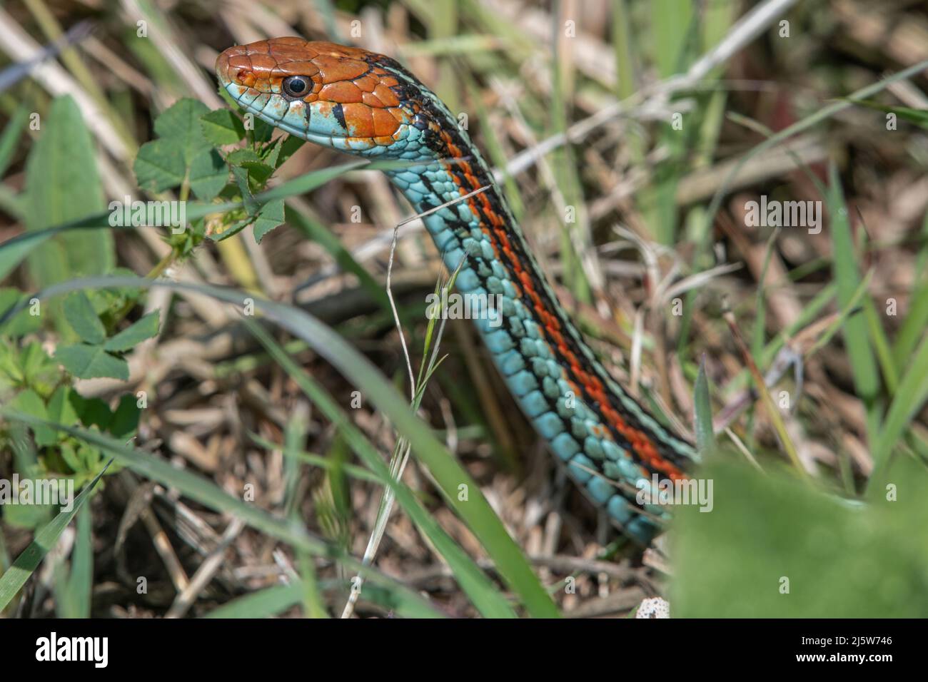 La couleuvre mince de San Francisco (Thamnophis sirtalis tetrataenia), espèce en voie de disparition, est la plus belle couleuvre d'Amérique du Nord. Banque D'Images La couleuvre mince de San Francisco (Thamnophis sirtalis tetrataenia), espèce en voie de disparition, est la plus belle couleuvre d'Amérique du Nord. Banque D'Images